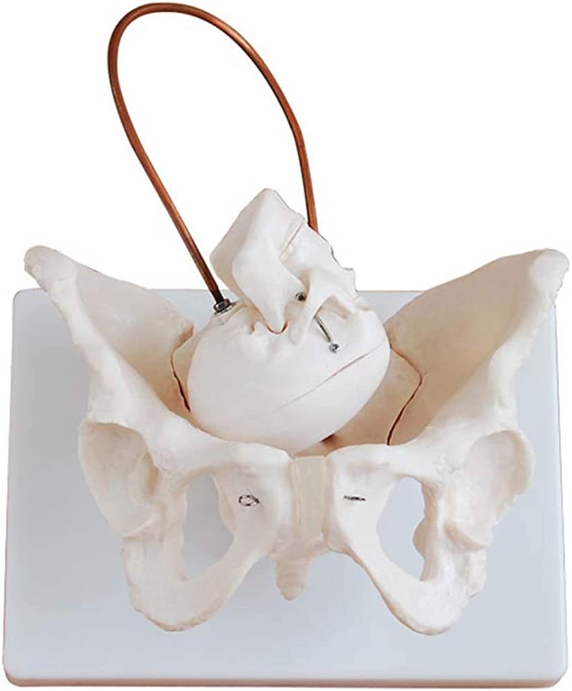 Birth Demonstration Model (bony Pelvis With Fetal Head)