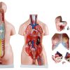 Advance Model Of Human Torso (uni-sex) 85cms Tall (23 Parts) Soft Organs