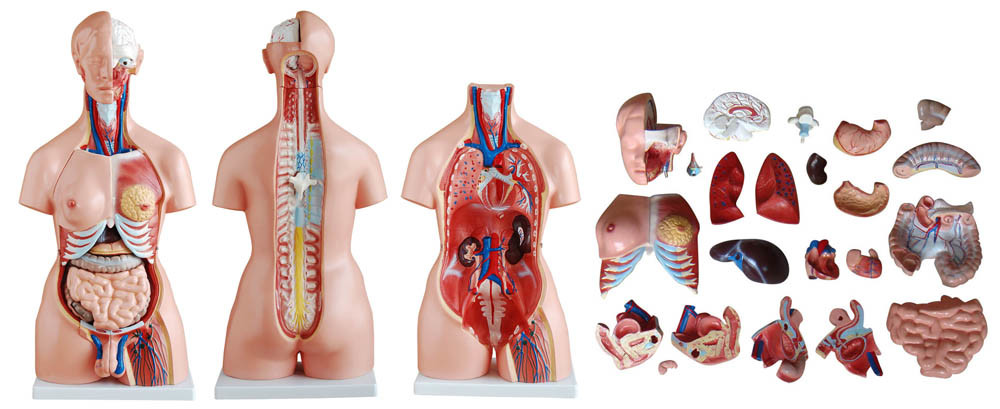 Advance Model Of Human Torso (uni-sex) 85cms Tall (23 Parts) Soft Organs