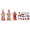 Advance Model Of Human Torso (uni-sex) 85cms Tall (40 Parts) Soft Organs