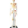 Delux Life-size Human Skeleton Colored 170cms Tall With Enthesis Of Muscles