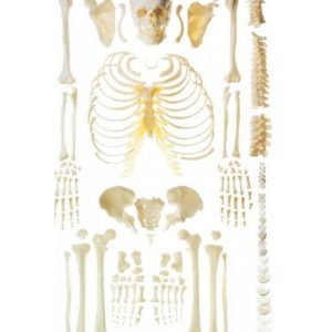 Human Skeleton (dis-articulated) Life-size 170cms Tall