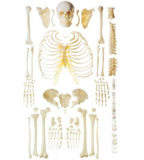 Human Skeleton (dis-articulated) Life-size 170cms Tall