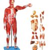 Male Muscle Figure With Internal Organs (soft)