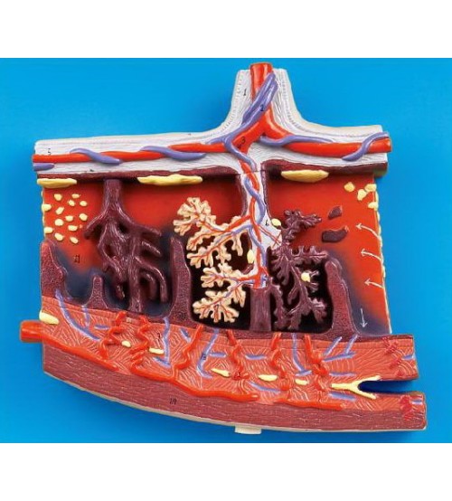 Enlarged Model Of Placenta (soft)