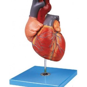 Anatomical Model Of Human Heart (soft)
