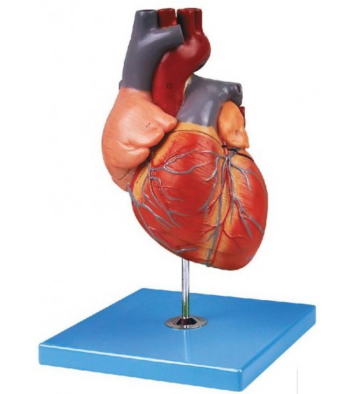 Anatomical Model Of Human Heart (soft)