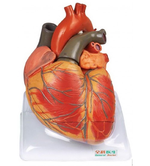 Advanced Anatomical Model Of Human Heart (soft)