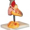 Advanced Anatomical Model Of Child Heart (soft)