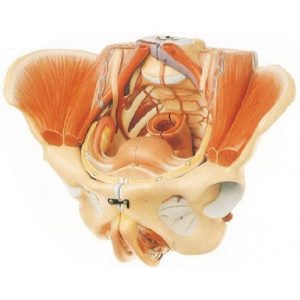 Advance Model Of Female Pelvis With Muscles & Genital Organs (soft)