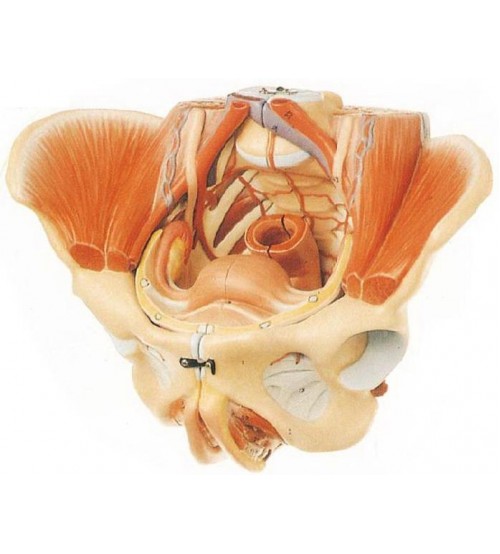 Advance Model Of Female Pelvis With Muscles & Genital Organs (soft)