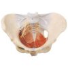 Female Pelvis With Muscles & Soft Organs