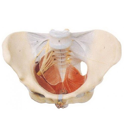 Female Pelvis With Muscles & Soft Organs