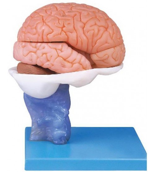 Advanced Model Of Human Brain – 15 Parts (soft)