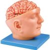 Advance Model Of Human Head With Brain & Arteries (soft)