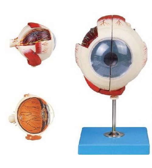 Giant Human Eye