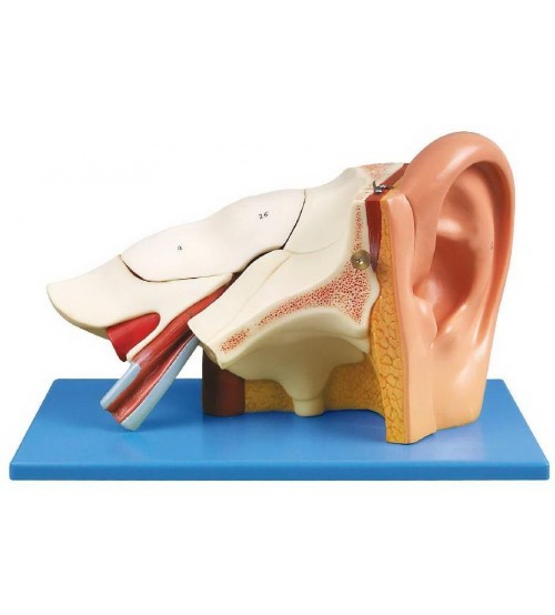 Human Ear (jumbo Size)