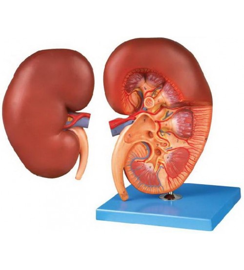 Human Kidney (2 Parts)