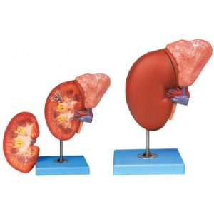 Human Kidney With Ardenal Gland