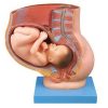 Pelvis With Uterus In Nine Month Of Pregnancy
