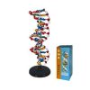 Dna Structure Model