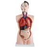 Human Torso Male 65cms With Hard Organs
