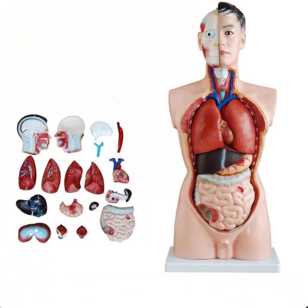 Model Of Human Torso Male 85cms With Soft Organs (19 Parts)