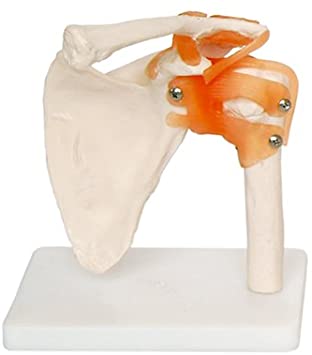 Life-size Functional Human Shoulder Joint