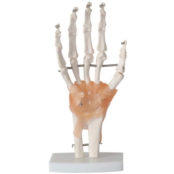 Life-size Functional Human Hand Joint