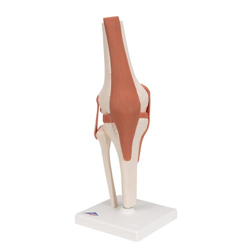 Life-size Functional Human Knee Joint
