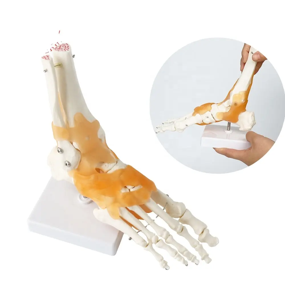 Life-size Functional Human Foot Joint