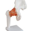 Life-size Functional Human Hip Joint