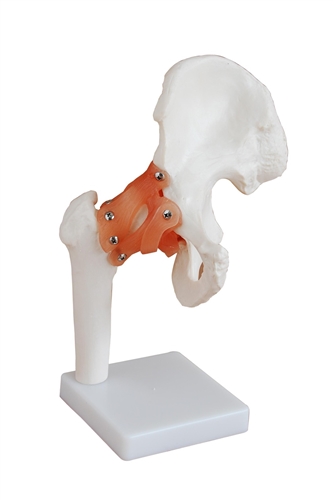 Life-size Functional Human Hip Joint
