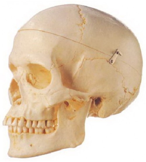Model Of Adult Skull Life-size
