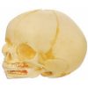 Model Of Life-size Fetal Skull