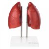 Human Lung Model (2 Parts)