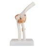 Life-size Functional Human Elbow Joint