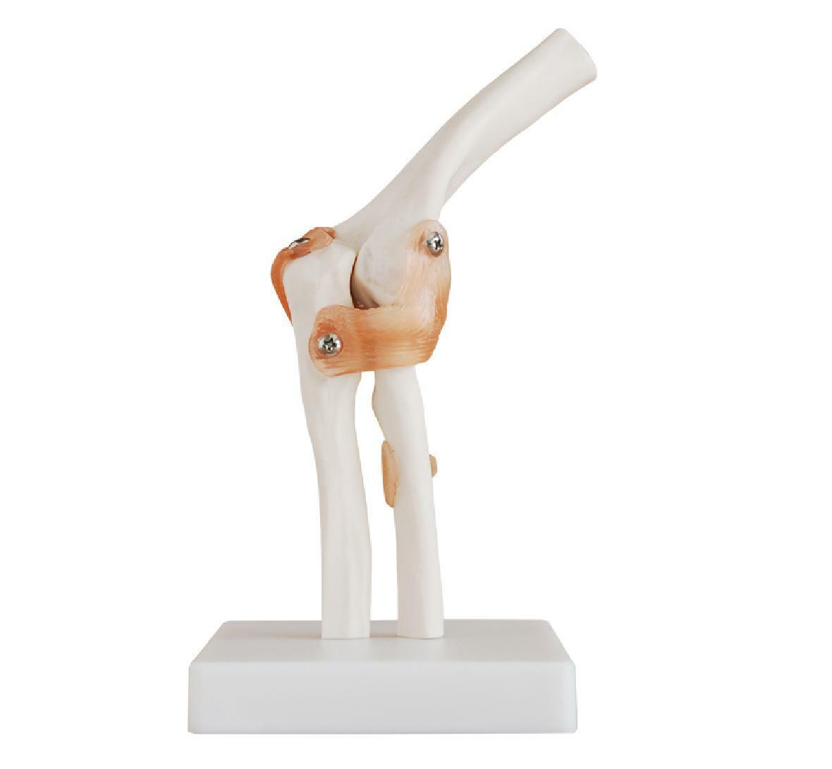 Life-size Functional Human Elbow Joint